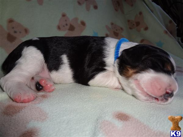 English Springer Spaniel Pups For Sale Uk