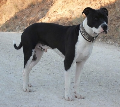 English Staffies For Sale