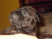 English Staffies For Sale