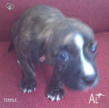 English Staffies For Sale Victoria