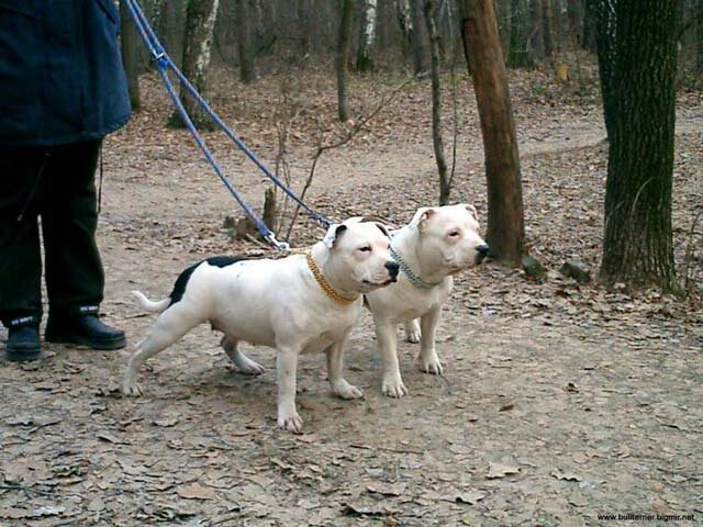 English Staffordshire Bull Terrier Puppies For Sale