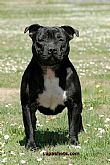 English Staffordshire Bull Terrier Puppies For Sale Nz