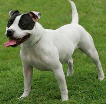 English Staffordshire Bull Terrier Puppies For Sale Nz