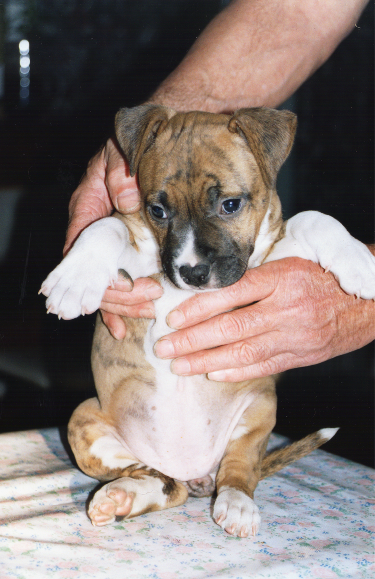 English Staffordshire Terrier Puppies