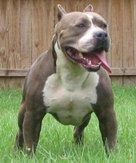 English Staffordshire Terrier Vs Pitbull