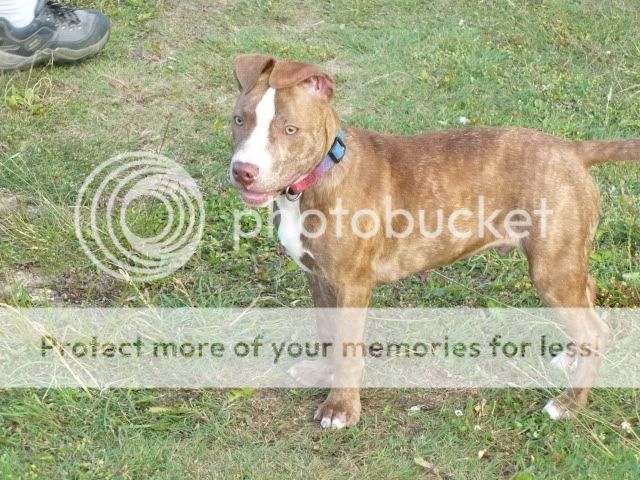 English Staffy Cross Labrador