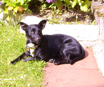 English Staffy Cross Labrador