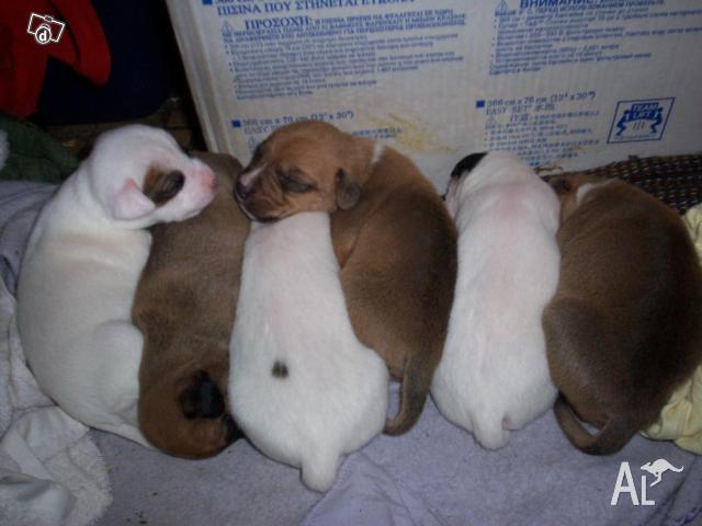 English Staffy Pups