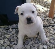 English Staffy Pups For Sale