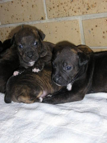 English Staffy Pups For Sale Brisbane