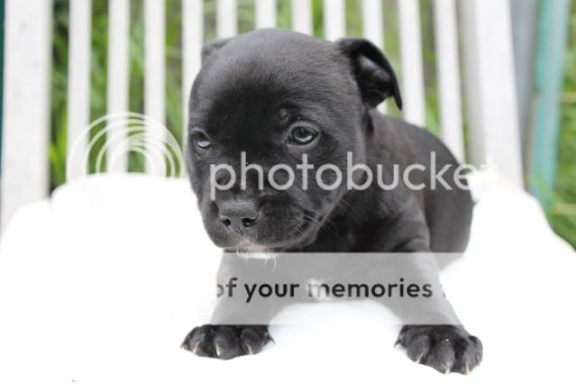 English Staffy Pups For Sale Qld