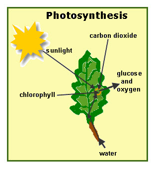 Equation For Photosynthesis For Kids