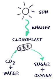 Equation For Photosynthesis For Kids