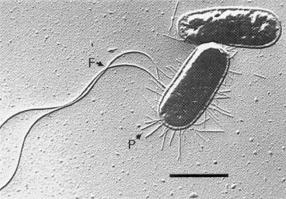 Escherichia Coli (e. Coli)