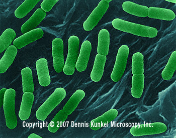 Escherichia Coli (e. Coli)