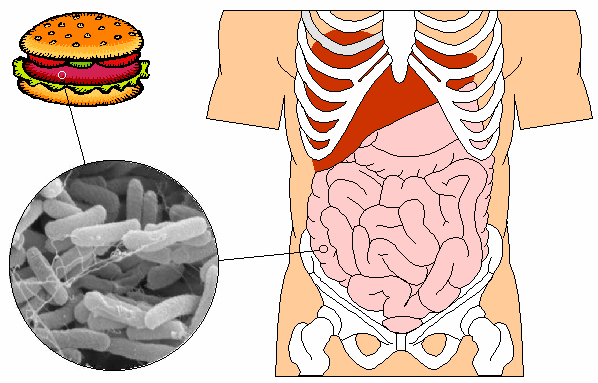 Escherichia Coli (e. Coli)