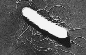 Escherichia Coli