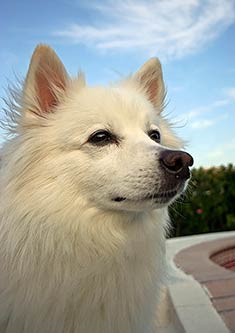 Eskimo Dog