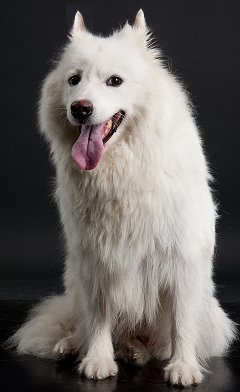 Eskimo Dog Breeders