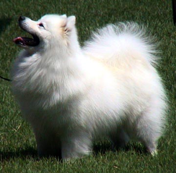 Eskimo Dog Breeders