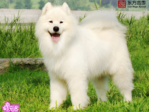 Eskimo Dog Breeders