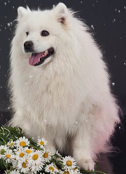 Eskimo Dog Breeders