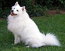 Eskimo Dog Names And Meanings