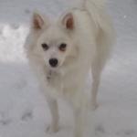 Eskimo Dog Names And Meanings