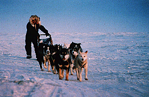 Eskimo Dog Names And Meanings