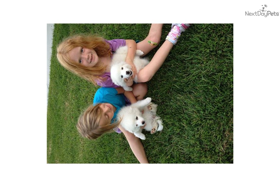 Eskimo Dog Names For Girls