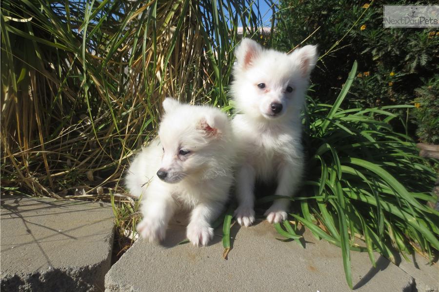 Eskimo Dog Names For Girls