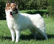 Eskimo Dog Names Male