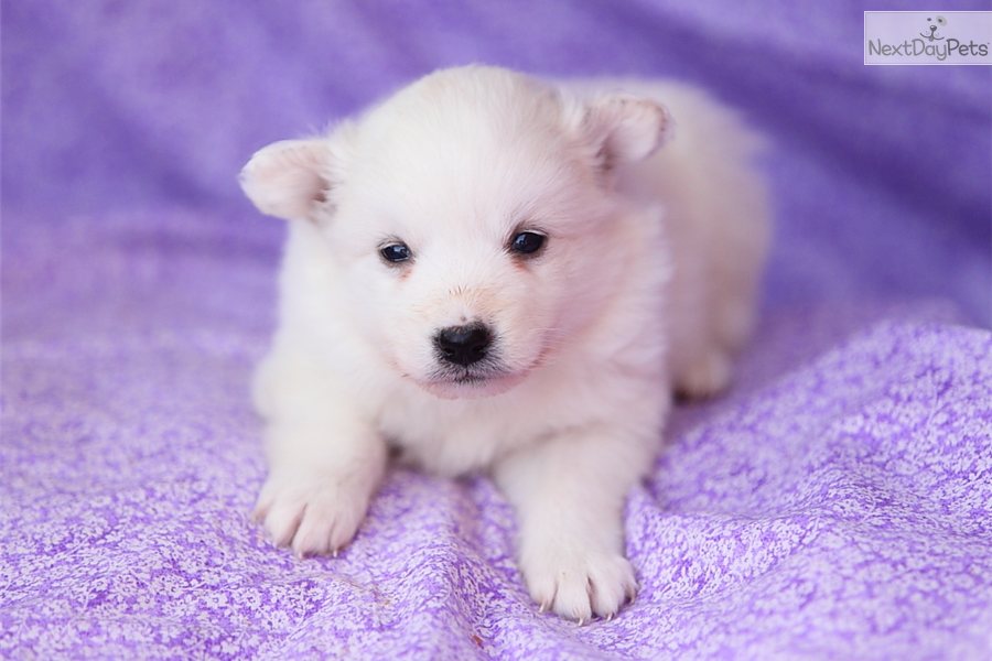 Eskimo Dog Names Male