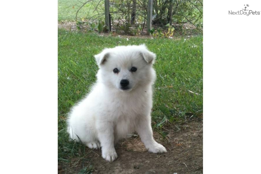 Eskimo Dog Names Male