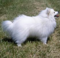 Eskimo Dog Names Male