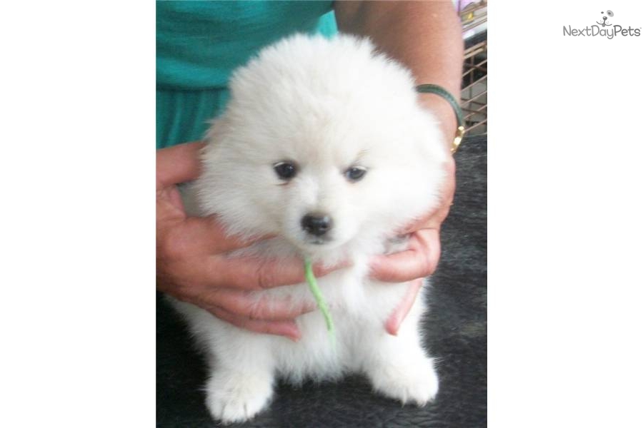 Eskimo Dog Names Male