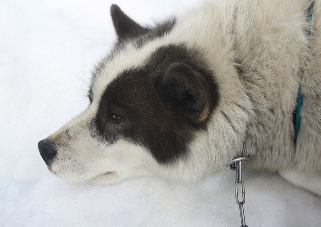 Eskimo Dog Sledding Iceland