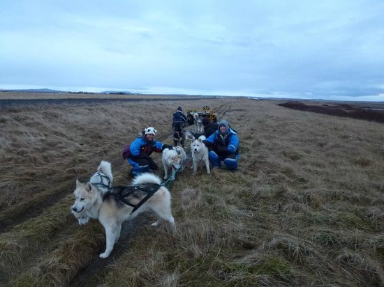 Eskimo Dog Sledding Iceland