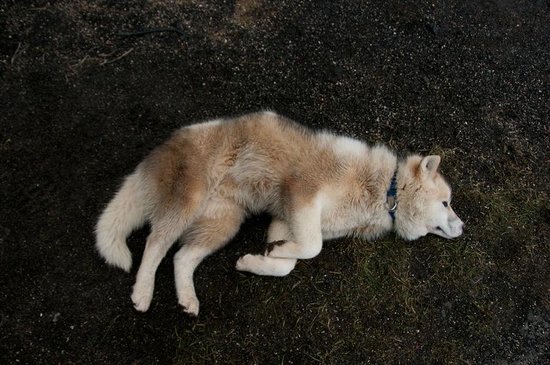 Eskimo Dog Sledding Iceland