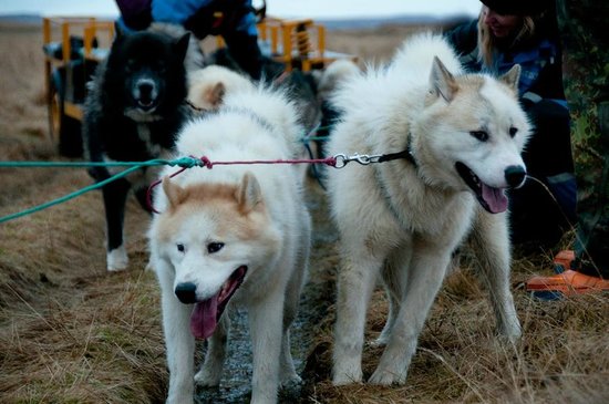 Eskimo Dog Sledding Iceland