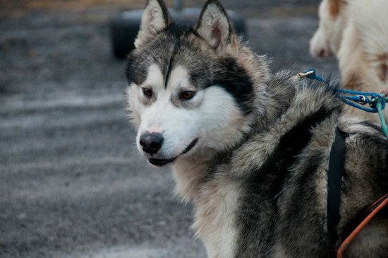 Eskimo Dog Sledding Iceland