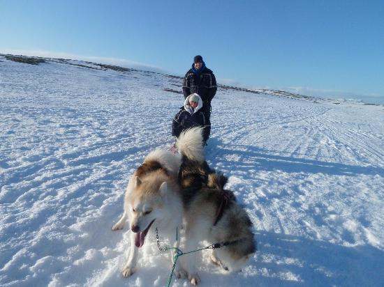 Eskimo Dog Sledding Iceland