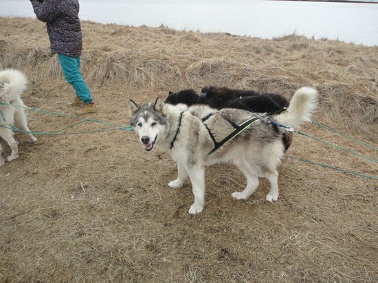 Eskimo Dog Sledding Iceland