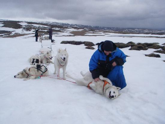 Eskimo Dog Sledding Iceland