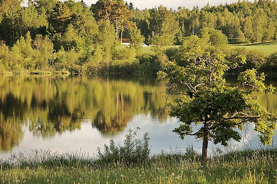 Estonia Landscape