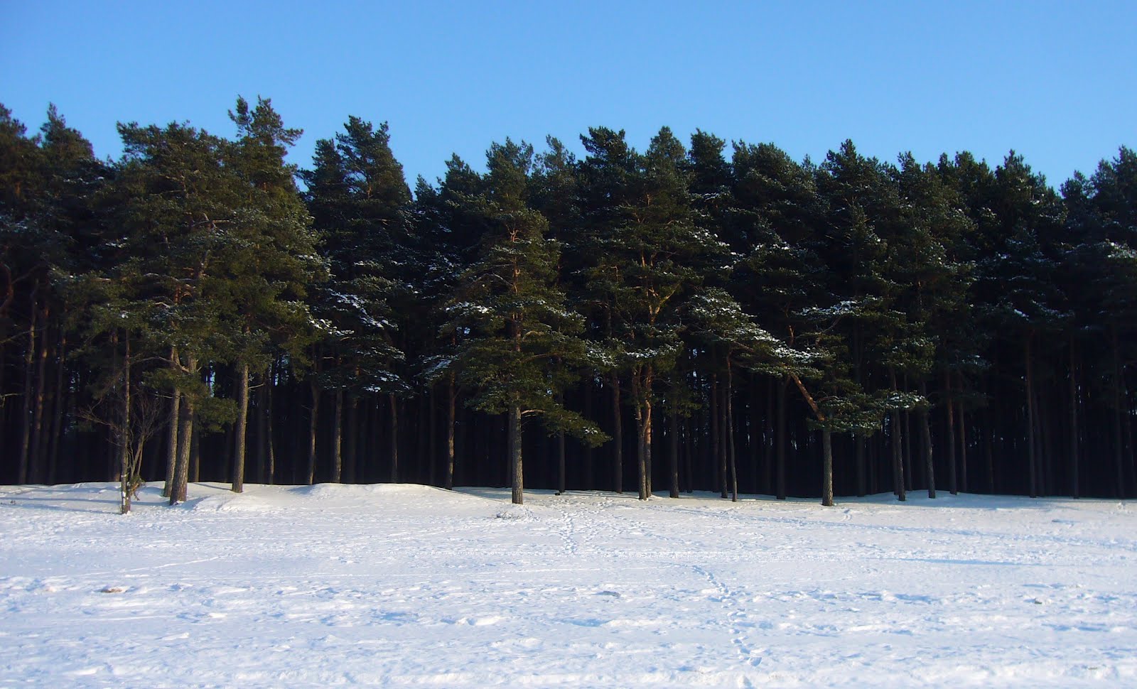 Estonian Flag