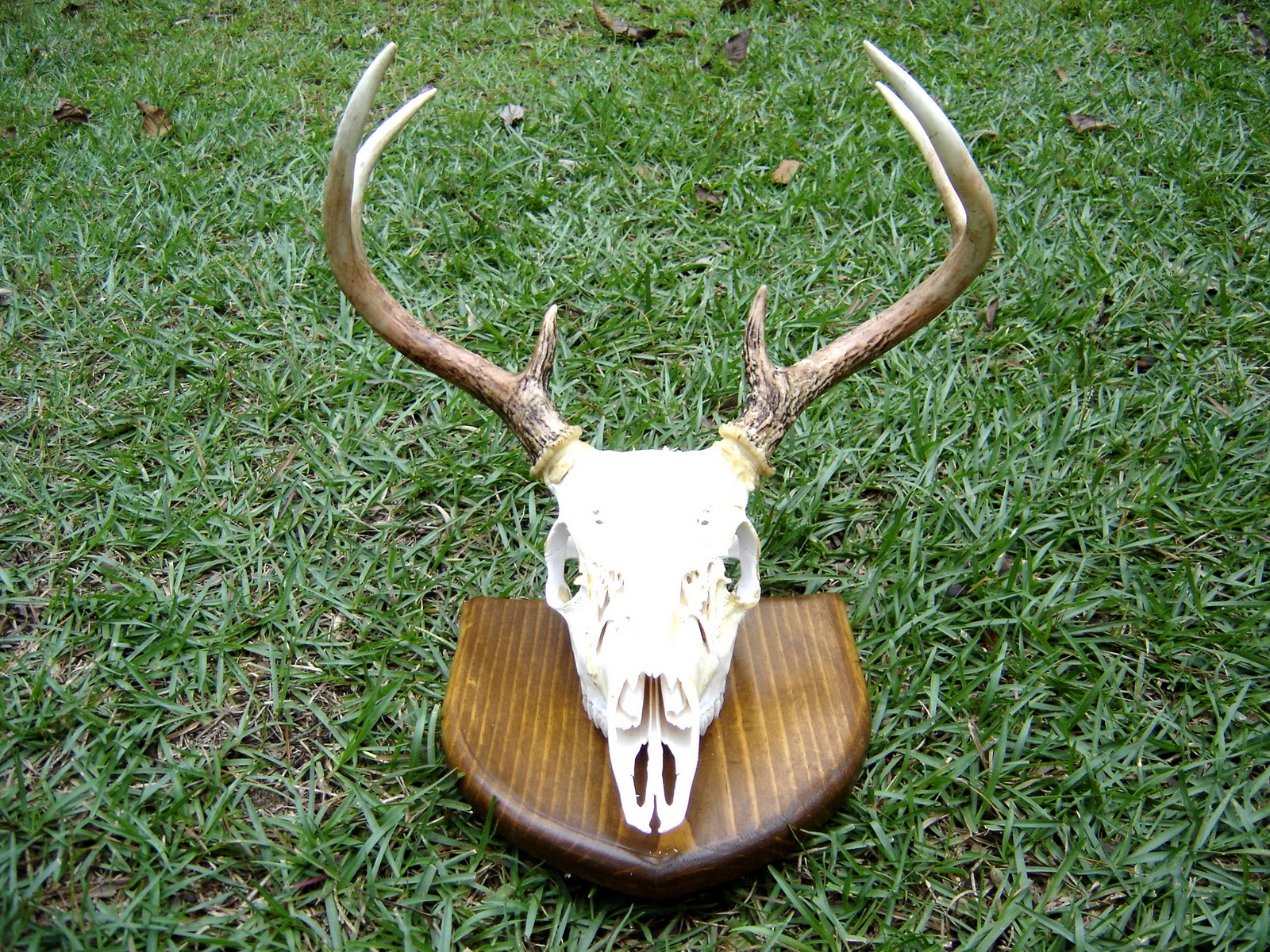 European Deer Skull Mount