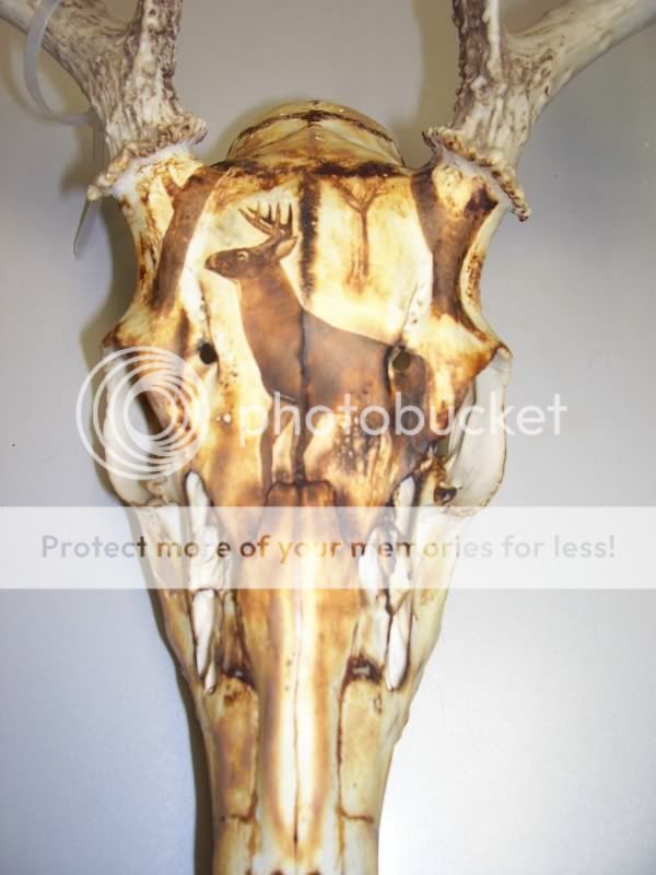 European Deer Skull Mount