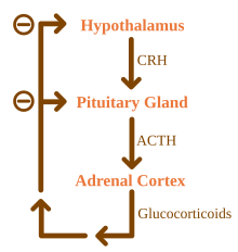 Examples Of Negative Feedback Loops In The Human Body