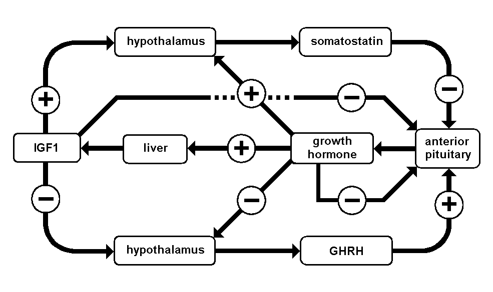 Examples Of Negative Feedback Loops In The Human Body